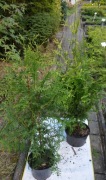 Tuja Thuja Brabant -  w doniczce i żywopłotowe