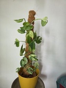 Epipremnum pinnatum marble