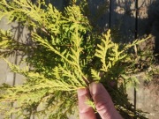 Tuja / Tuje / Thuja Brabant 70-90cm - zestaw 10 sadzonek