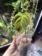 philodendron splendid | nie monstera