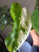 Philodendron jose buono ukorzenione