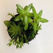 Aranżacja Sedum nussbaumerianum i haworthia