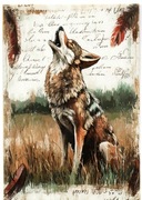 pocztówka z motywem Dzikiego Zachodu. Kojot