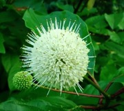 Guzikowiec  I inne rośliny 