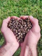 Kokony Murarki Ogrodowej 500 szt. – myte, selekcja, wyż. prop. Samic!