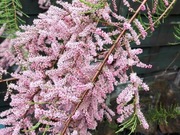 Tamaryszek drobnokwiatowy