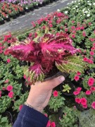 Koleus - Coleus Peters Wonder