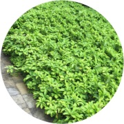 Rumianka japońska 'Green Sheen', bylina 1,3L