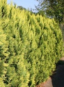 Cyprysik Lawsona Golden Wonder