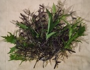 MIZUNA (30 g) - PROSTO Z GRZĄDKI