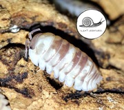 PROMO Armadillidium espanyoli marblized rarytas 10 szt isopody prosionki 