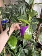Philodendron tripartitum filodendron