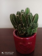 Pałczak peruwiański