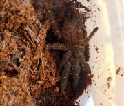 Cyriopagopus sp. Hati Hati 2DC 