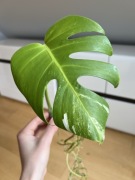 Monstera Variegata