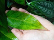 Philodendron painted lady ukorzeniony 3 szt.