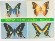 Motyle - Muzeum Delty Dunaju w Tulczy. Romania 