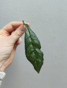 Hoya clemensiorum dark leaf