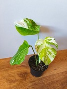Piękna Monstera Variegata Deliciosa 3 liście -  ukorzeniona 