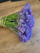 100% ekologiczna lawenda   500szt+ wyprzedaż 