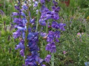 Penstemon strictus penstemon niebieski 50 n