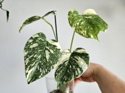 Monstera Thai Mutation ukorzeniony DÓŁ z nowym szczytem w hydroponice