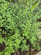 Promocja!!!!!!Ligustr zimozielony atrovirens 30cm+ przycinany kilkukrotnie.