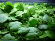 Limnobium rozłogowe 4-5cm,4 szt=8 zł+GRATIS