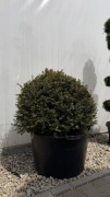Cis Taxus "Baccata" Kula fi 80cm