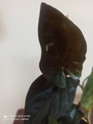 Zroślicha ''Red Arrow'