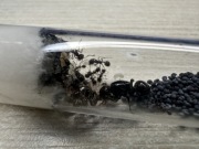 Messor barbarus królowa z 20-40 robotnicami