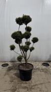 Cis Taxus media "Hicksii" Bonsai 160cm+