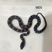 Wąż zbożowy różne odmiany / box i akcesoria