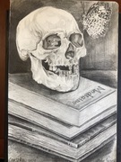 Rysunek czaszki, studium czaszki