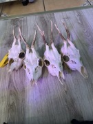 Parostki Kozła, Poroże, rogi