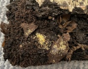 100 szt. żółte skoczogonki ceratophysella isabellae yellow albino