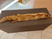 Kołnierz lisek naturalny