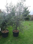 Oliwka europejska duże stare drzewko