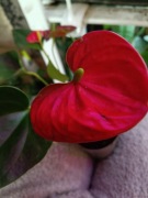 anthurium małe sadzonki, czerwone kwiaty