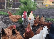 jajka lęgowe  kury nioski 