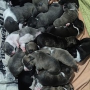 Szczeniaczki amstaffa 