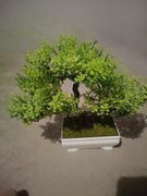 Drzewko bonsai nowe 