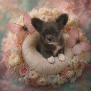 Chihuahua sunia długowłosa