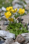 Jaskier Ranunculus sartorianus