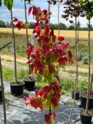 JUDASZOWIEC 'ETERNAL FLAME'- Cercis canadensis 