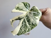 Monstera White Snow piękne wybarwienie ukorzeniona pędówka w hydroponice
