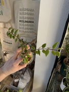 Hoya bella | hoja, hoya