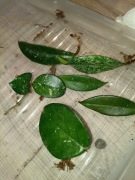 Hoya zestaw#3-wstępnie ukorzenione