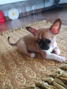 Chihuahua piękny chłopiec xxs