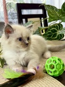 Kocurek Ragdoll Elias- Rodowód FPl/FIFe